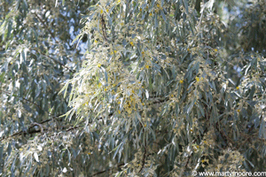 Russian Olive tree flowering