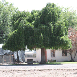 Weeping Mulberry tree