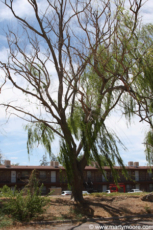 Dying Weeping Willow tree