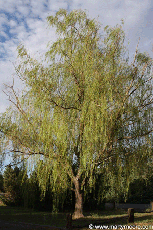 Iron deficient Weeping Willow tree