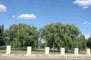Healthy Weeping Willow trees