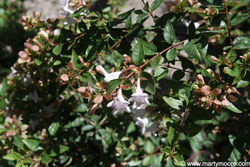 Abelia plant