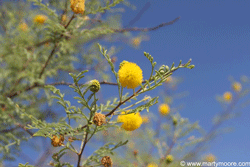 Sweet Acacia flowering desert shrub
