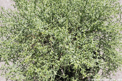 Coyote Bush shrub