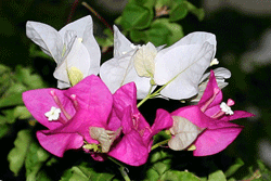 Bougainvilla flowering shrub