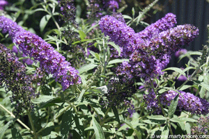 Butterfly Bush flowers