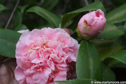 Camilia flowering shrub