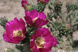 Cholla cactus flowers