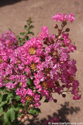 Crape Myrtle flowering shrub