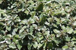 Silverberry shrub