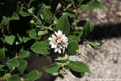 Indian Hawthorn shrub