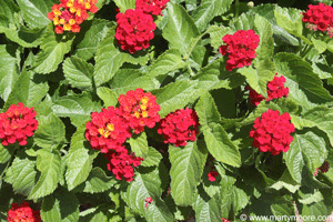 Red Lantana flowers