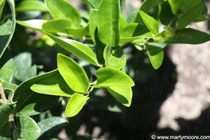 Ligustrum or Wax-leaf Privet
