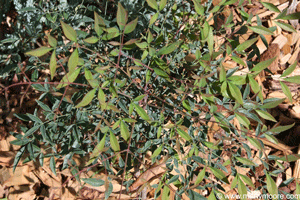 Nandina shrub