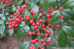 Nandina red berry shrub