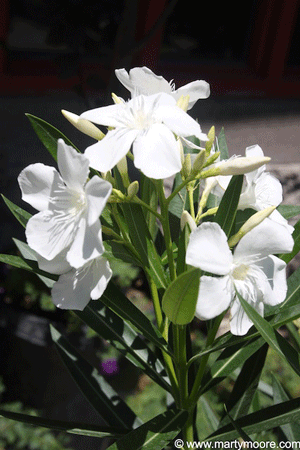 White Oleander flowers