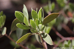 Point-leaf Manzanita