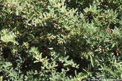 Pyracantha shrub
