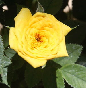 Miniature Yellow Rose