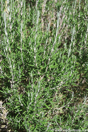 Upright Rosemary shrub