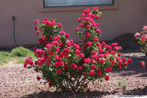 Florabunda Rose bush
