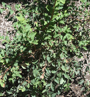 Spirea shrub