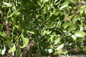 Texas Mountain Laurel shrub