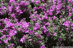 Purple Sage purple flowering desert shrub