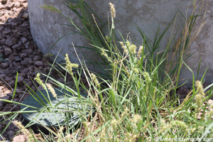 Sandbur weed