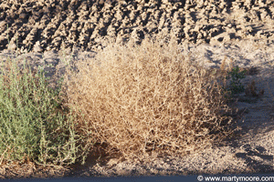 Dry tumbleweed
