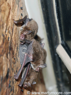 Bats hanging on a wall