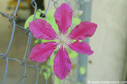 Clematis flowering vine