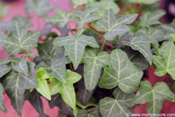English Ivy vine