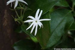 Jasmine perfumed flowering vine