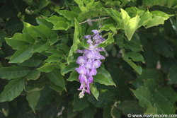 Wisteria, purple flowering vine