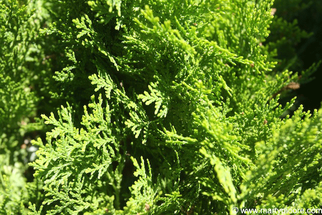 Arborvitae Trees - Good Windbreak Trees for the Desert Southwest ...