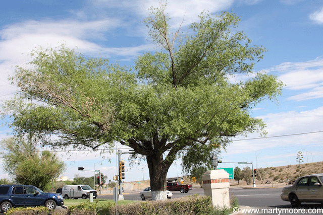 Globe Willow Trees - Fast Growing Shade Trees for the Desert Southwest ...