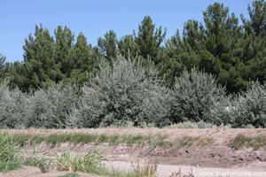 olive russian trees windbreak sungardensinc tree privacy screen