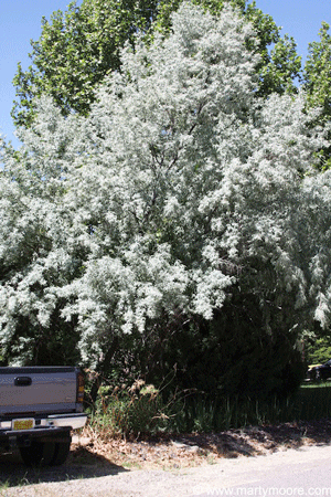 russian olive trees tree southwest shade desert sungardensinc flowering garden