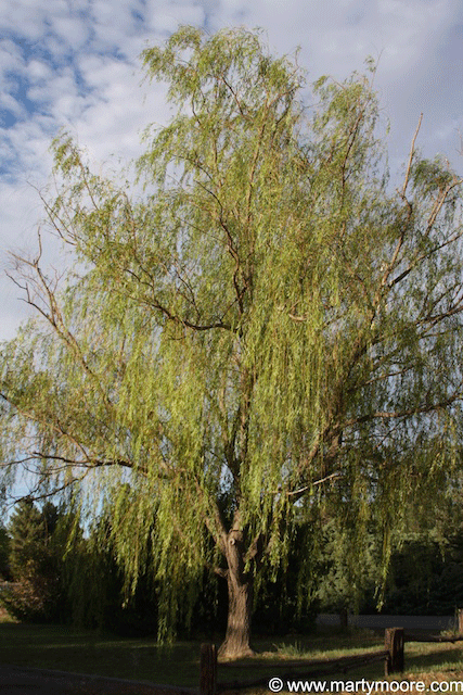 Weeping Willow Trees - Fast Growing Shade Trees for the Desert ...