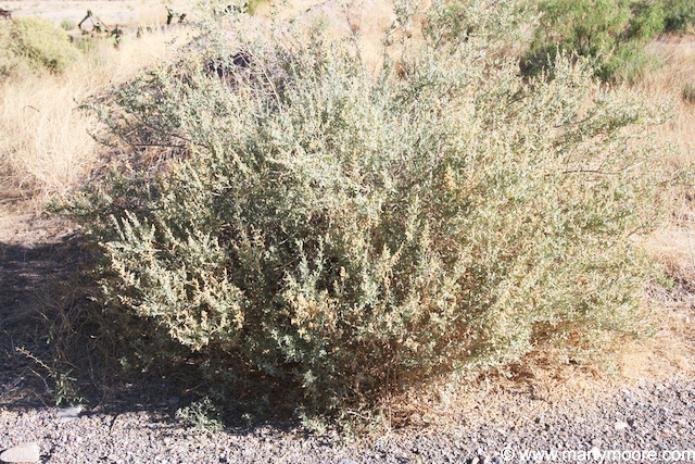 Fourwing Saltbush Plants - Native Shrubs for the Desert Southwest ...