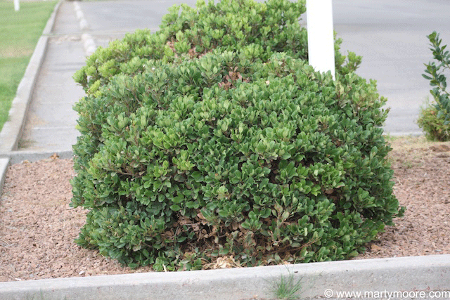 Indian Hawthorn Plants - Shrubs for the Desert Southwest Garden ...