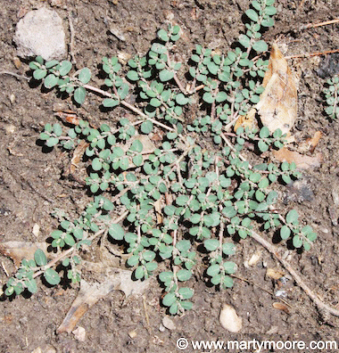 Weeds - Pictures of Weeds in the Desert Southwest, Definition of a Weed ...